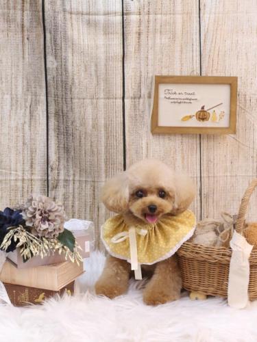 20241025ラブちゃん